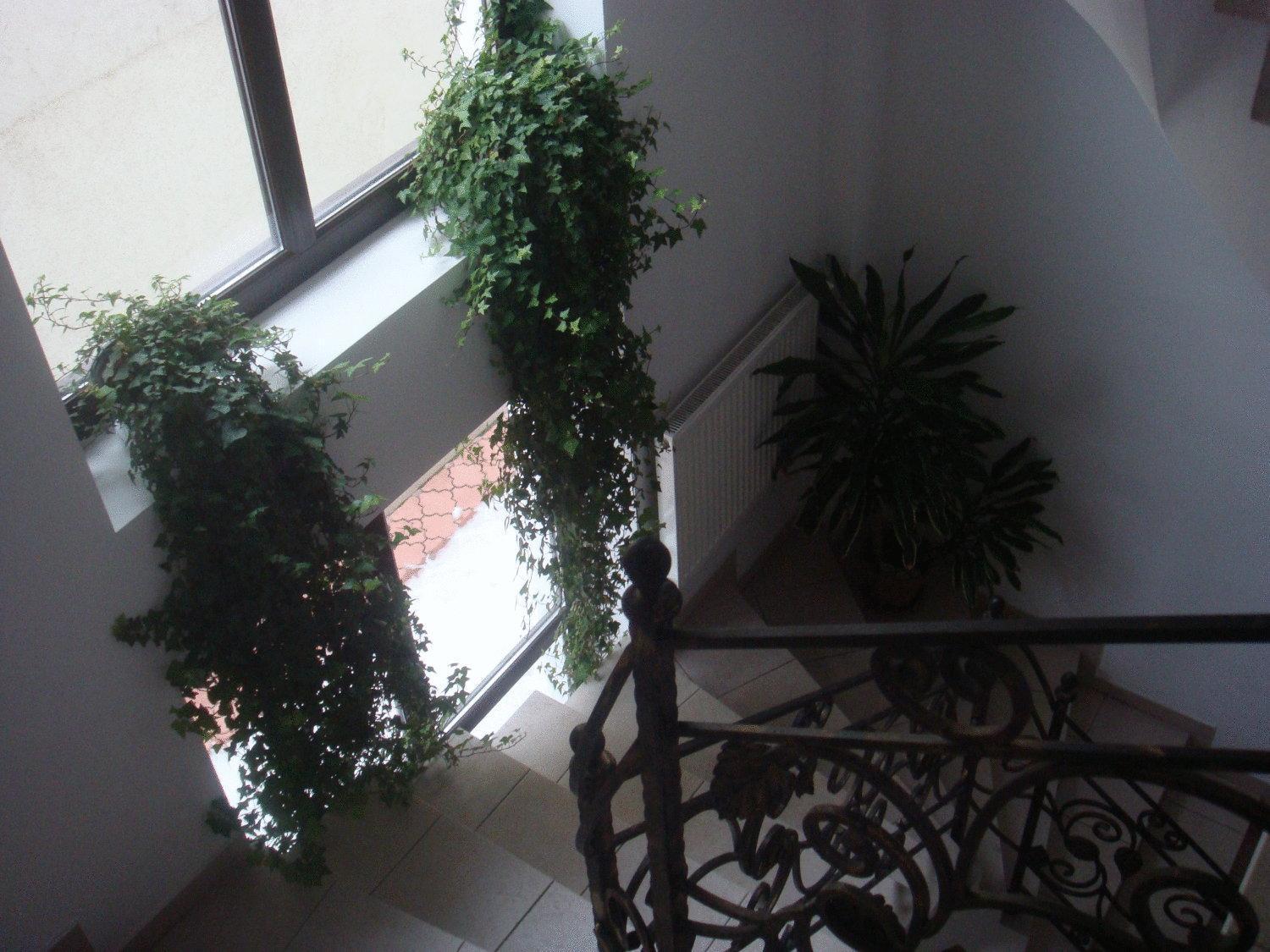 Villa Edera Residence - Gazda Profesionista บูคาเรสต์ ภายนอก รูปภาพ